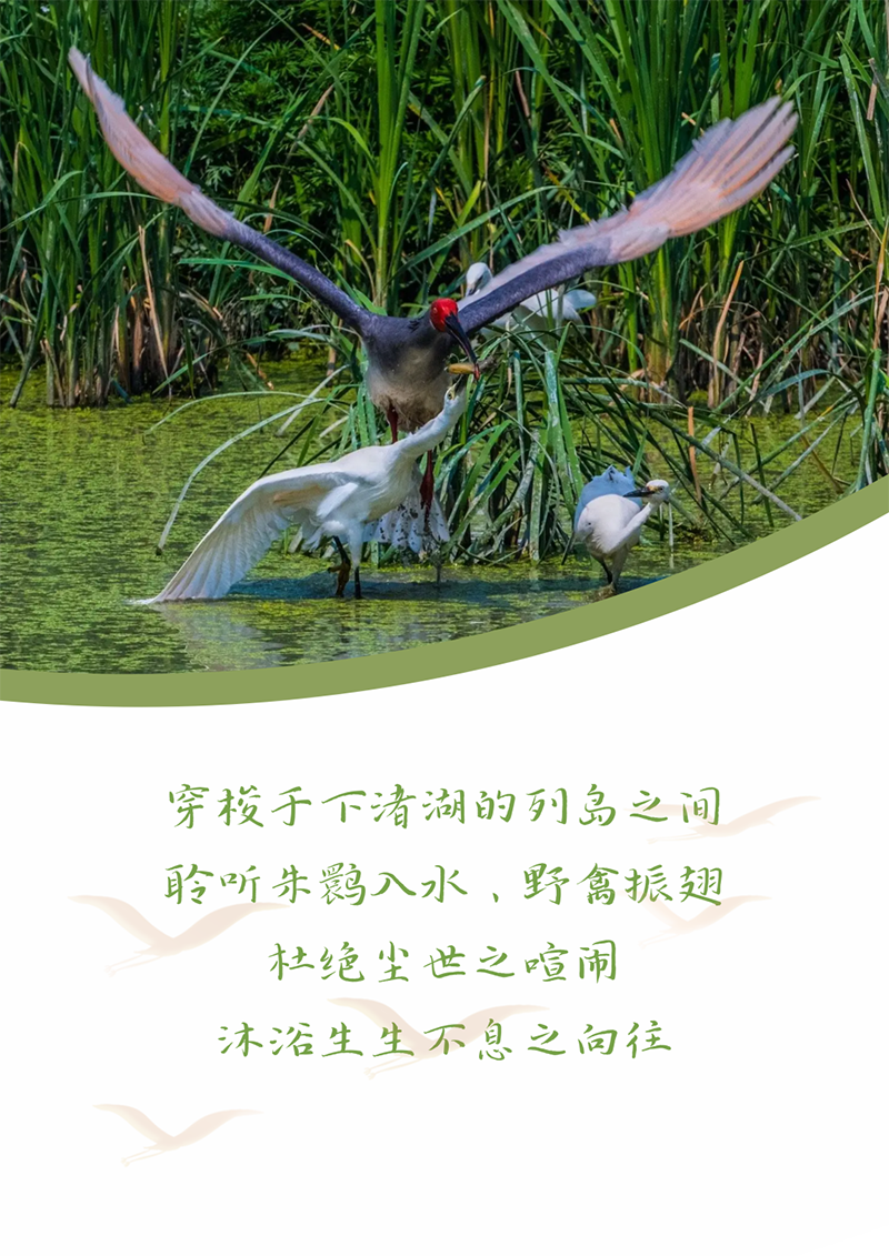 心心念廿 相伴亚游集团ag8 | 与德清相约 贺廿载诞辰